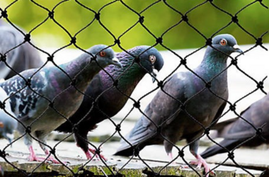 Anti Pigeon Nets