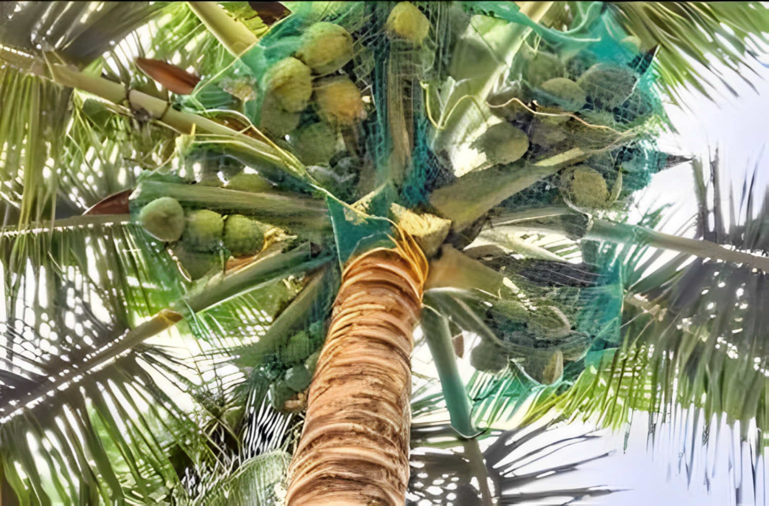 Net For Coconut Tree